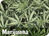 marijuana_pic.gif